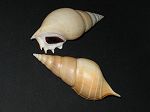 coquillage, tibia delicatula